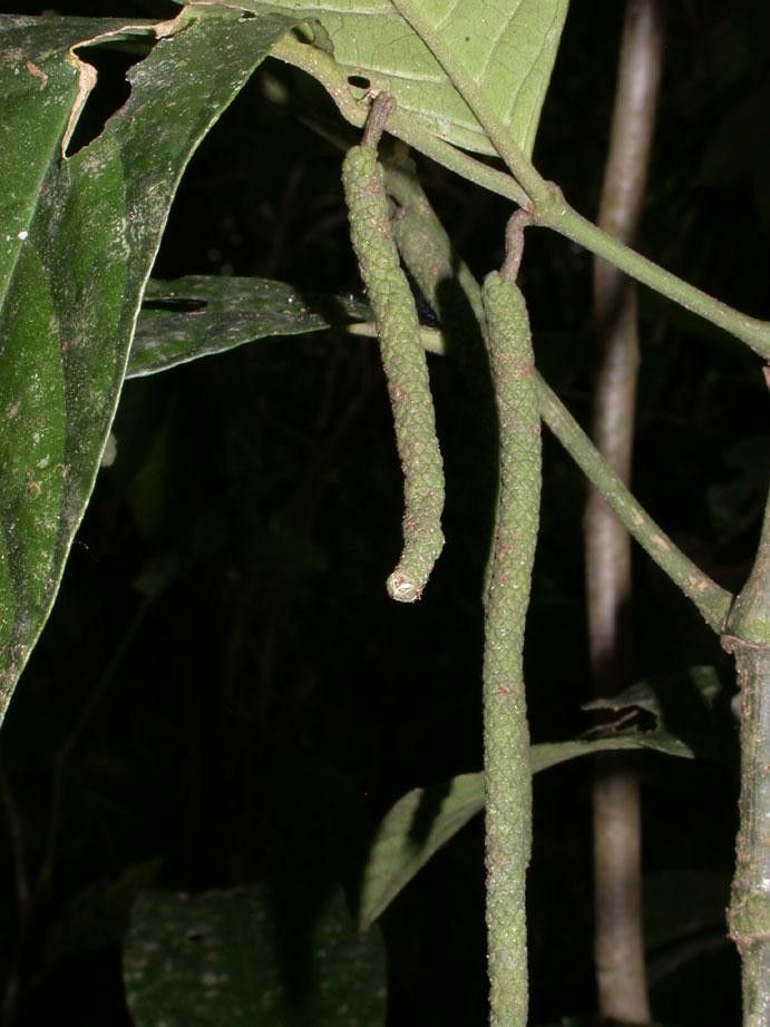 Piper generalense bark