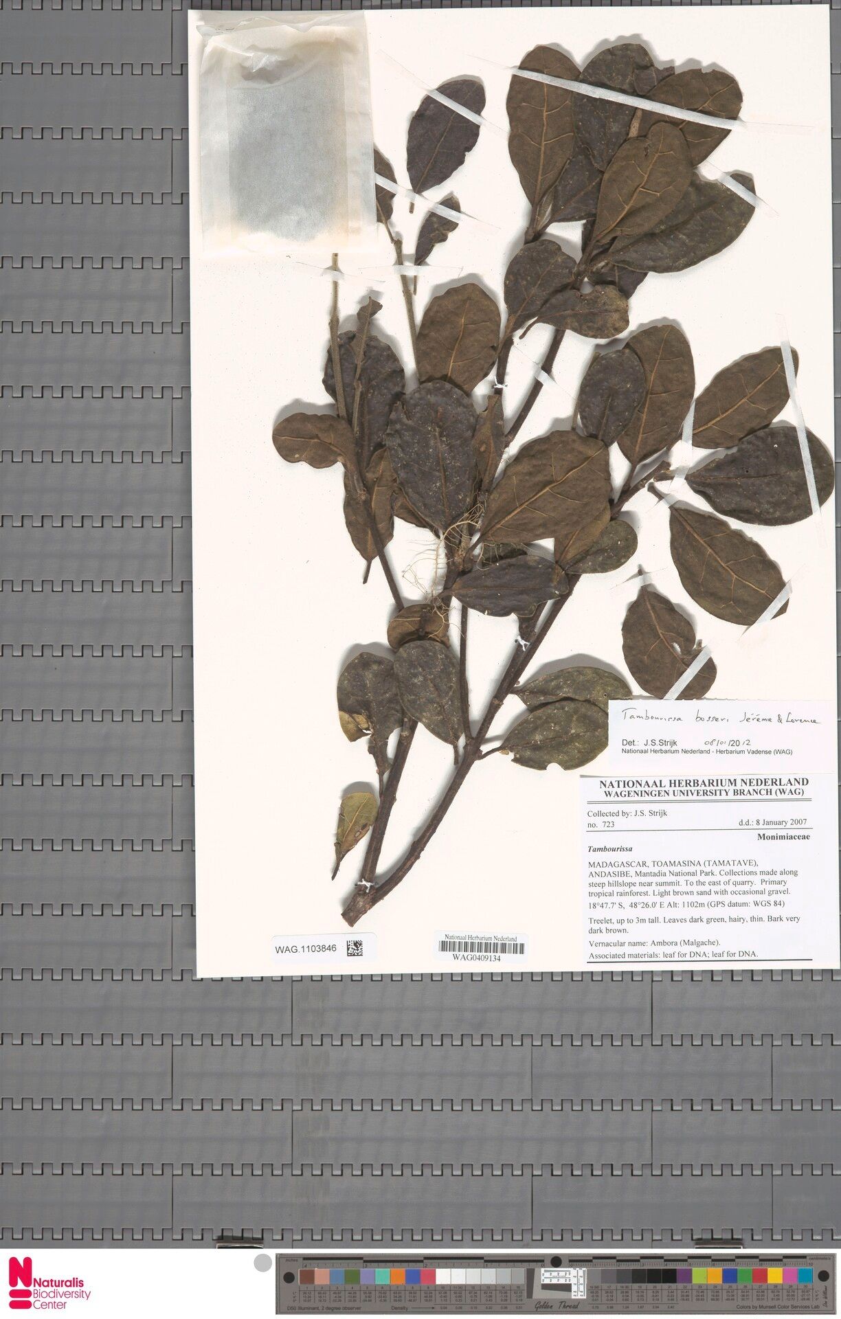 Tambourissa bosseri — related species from the same genus