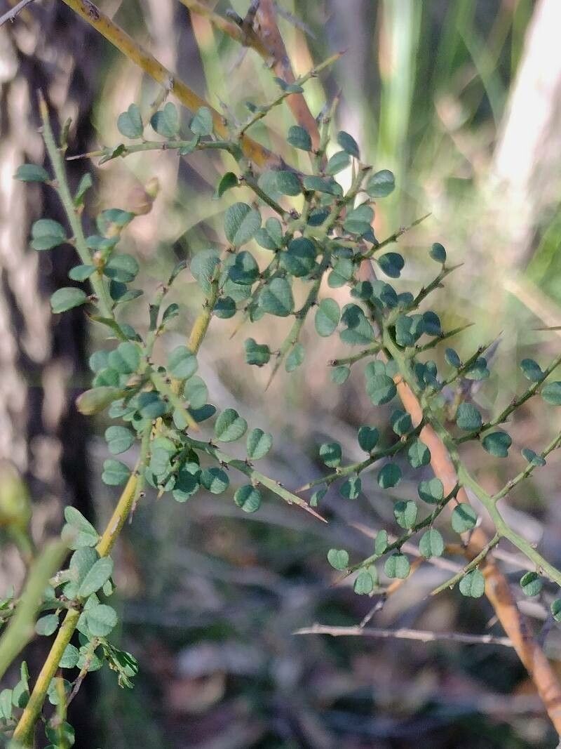 Bossiaea obcordata — houseplant care guide
