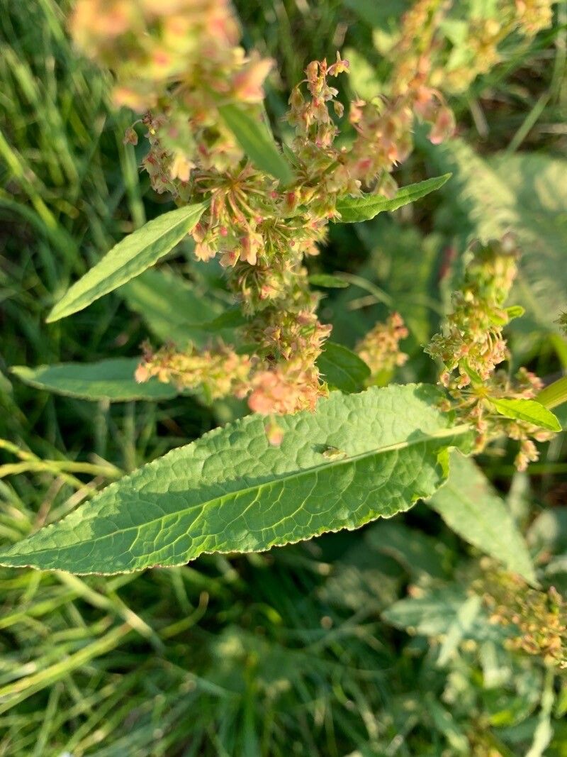 Rumex stenophyllus — houseplant care guide