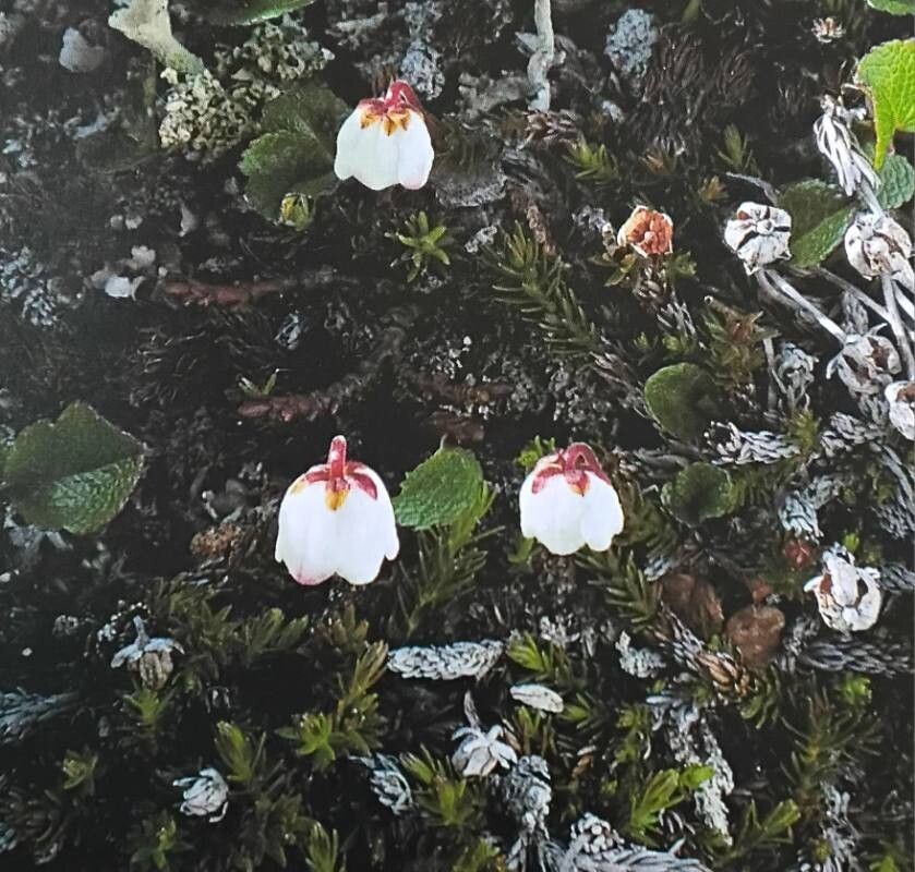Cassiope hypnoides habit