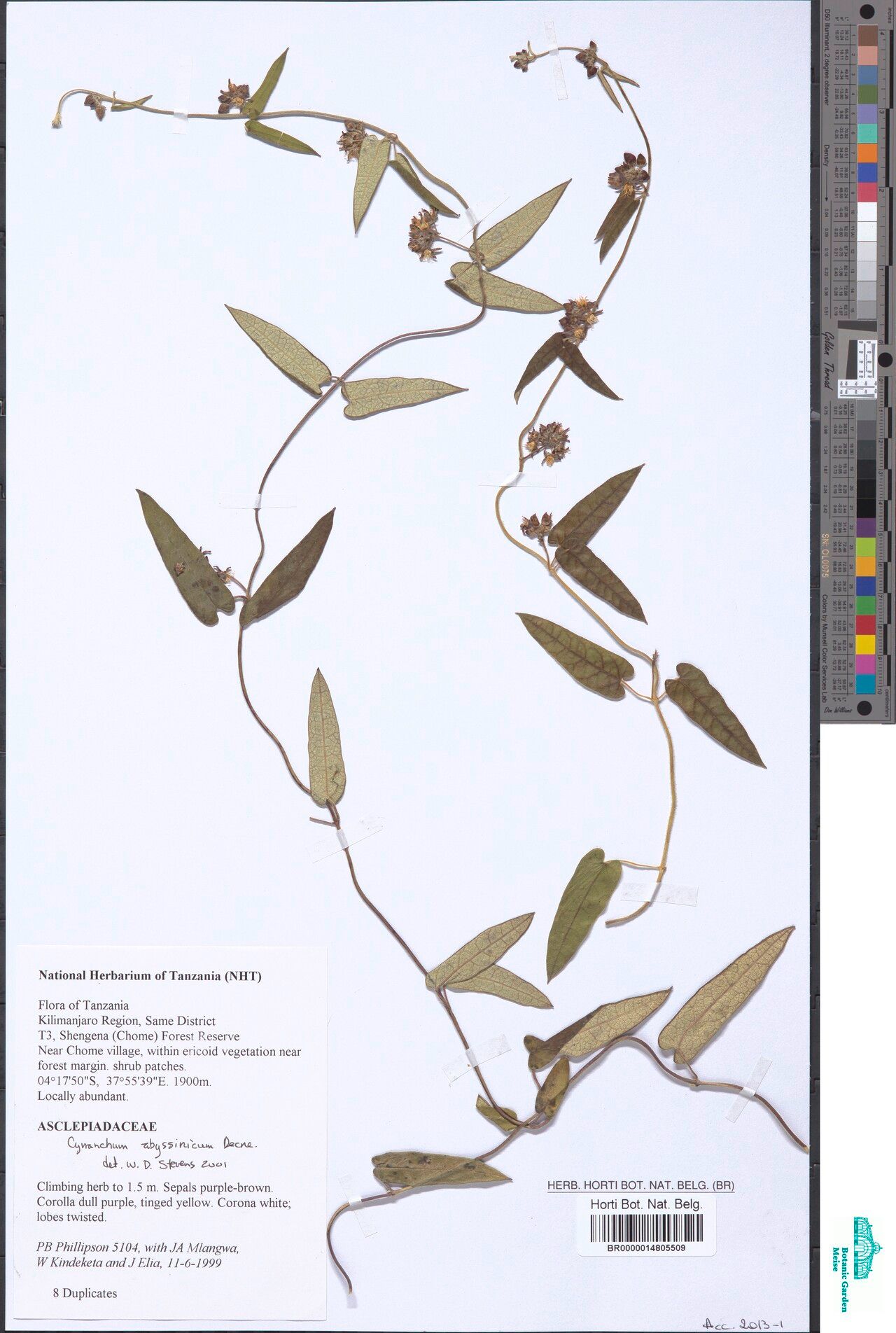 Cynanchum abyssinicum — related species from the same genus