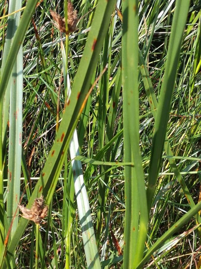 Bolboschoenus maritimus