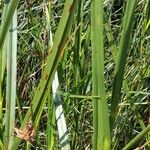 Bolboschoenus maritimus