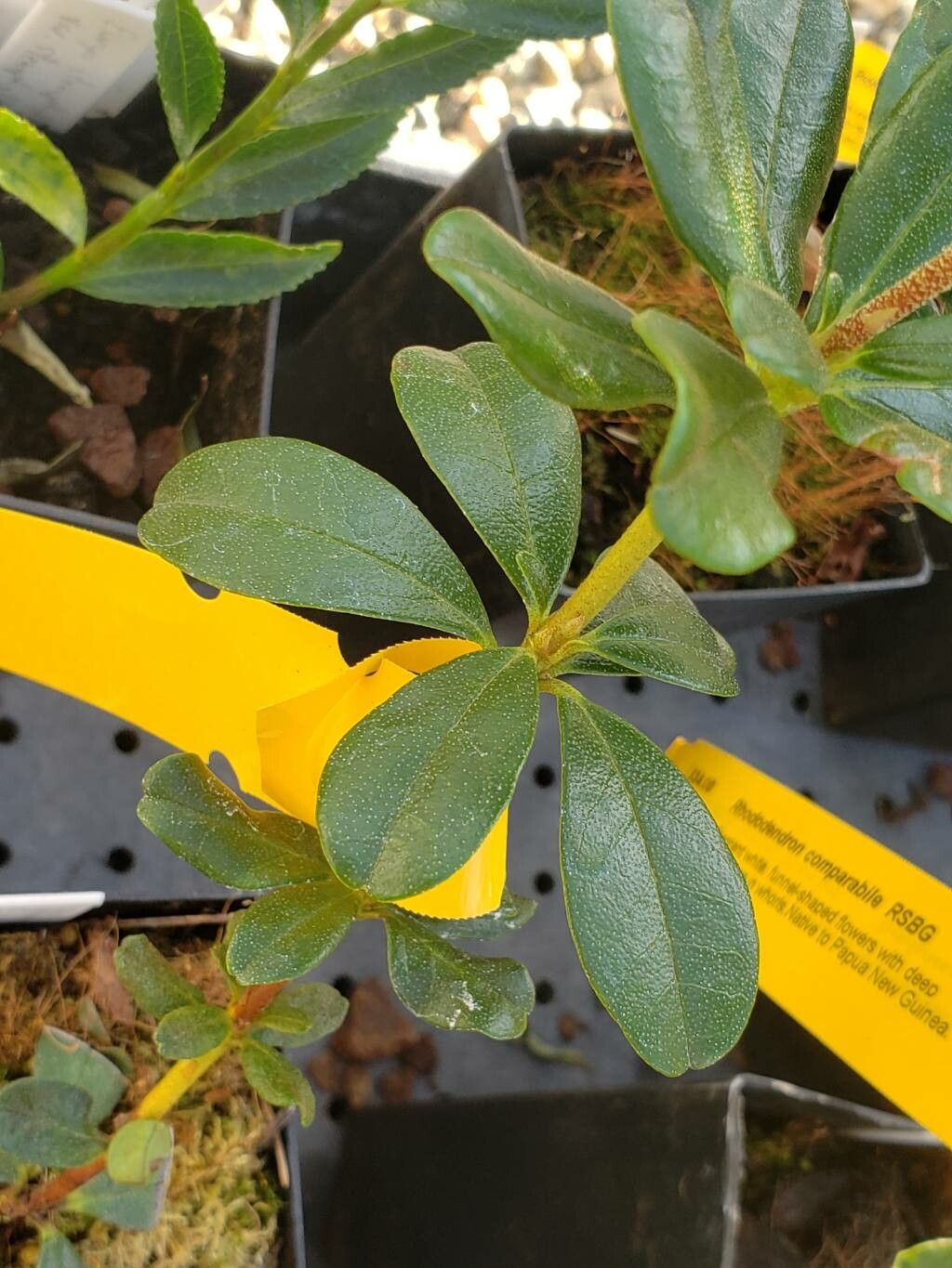 Rhododendron retusum — houseplant care guide