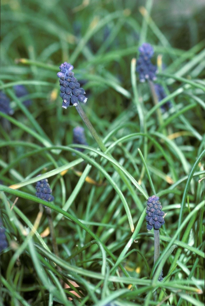 Muscarimia muscari — search result for 'Muscari'