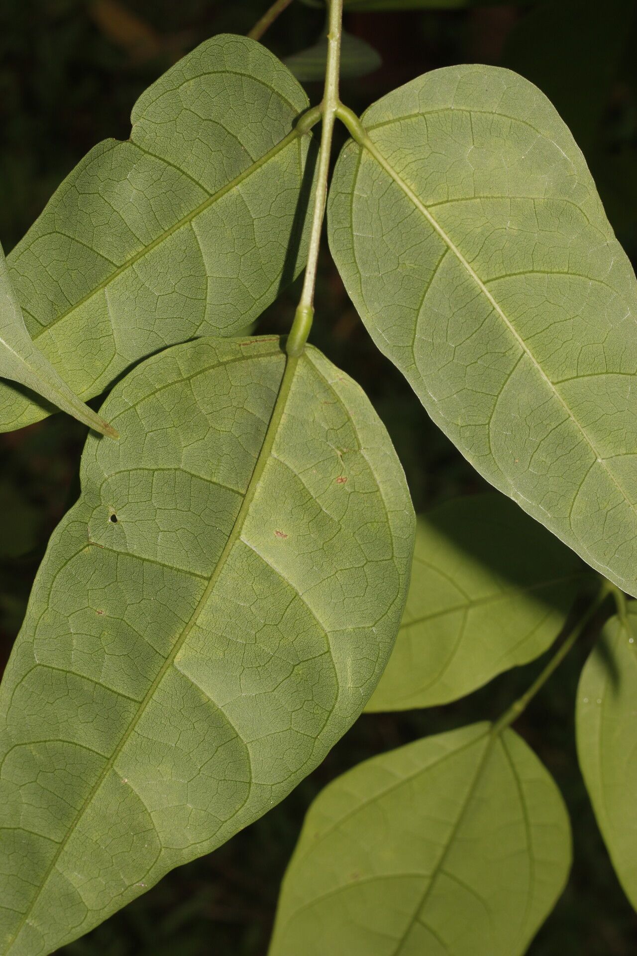 Erythrina cochleata leaf