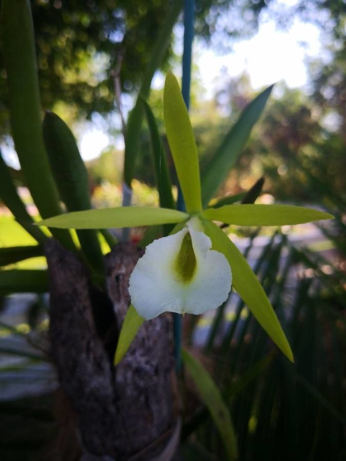 Brassavola perrinii flower