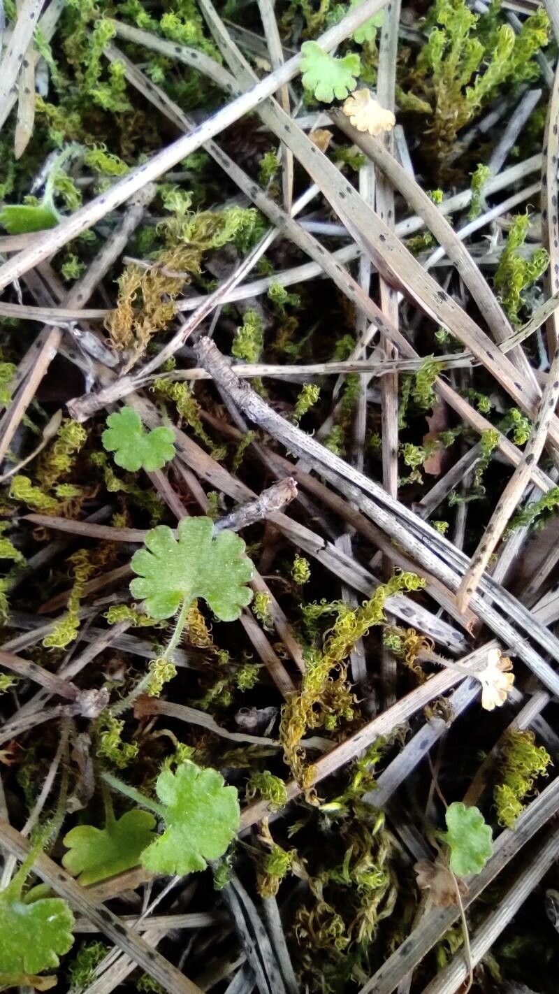 Saxifraga dichotoma — houseplant care guide