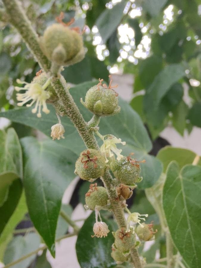 Croton urucurana flower