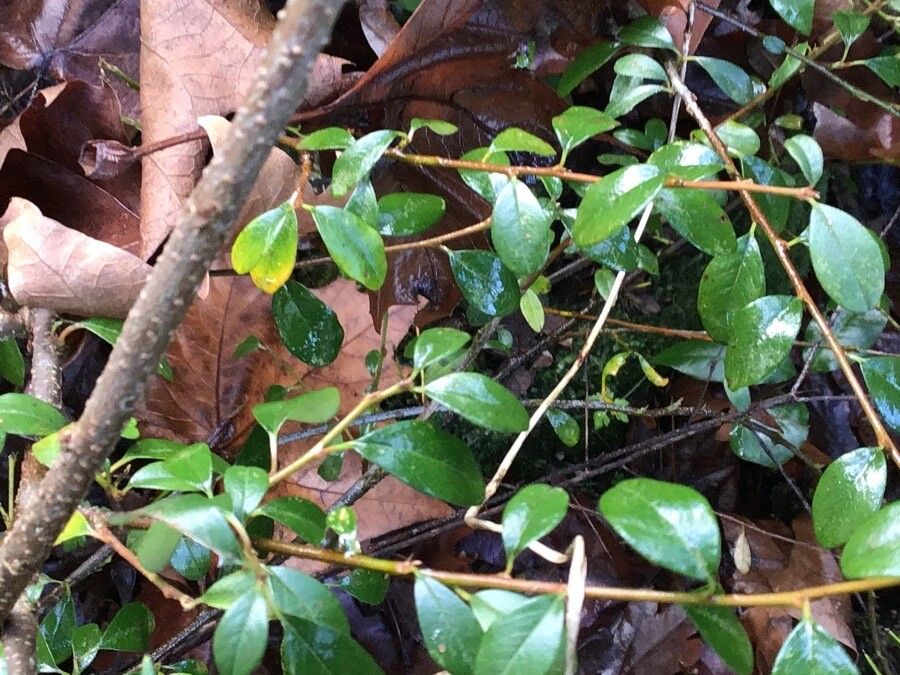 Cotoneaster radicans — houseplant care guide