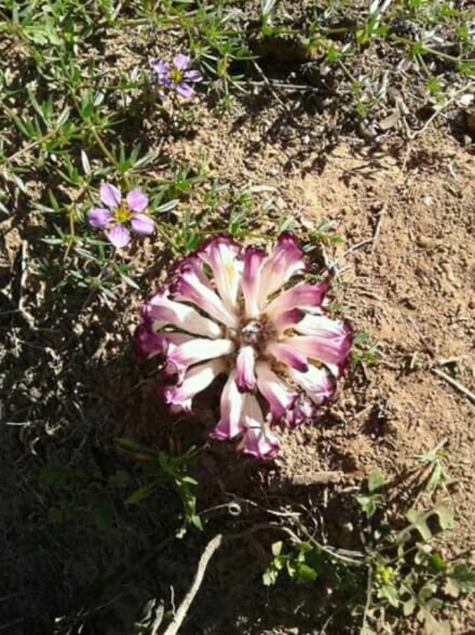 Lewisia rediviva flower