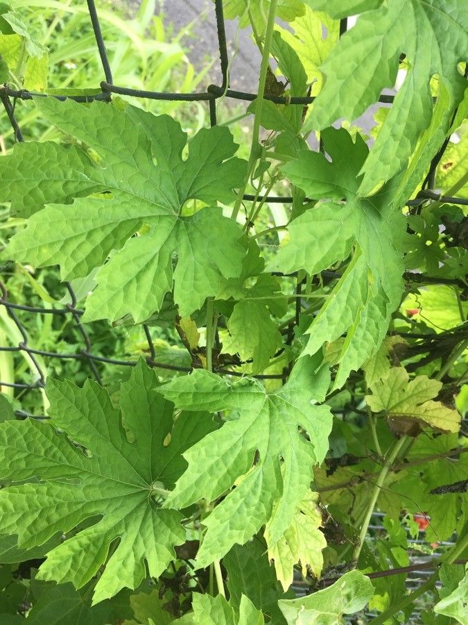 Momordica balsamina