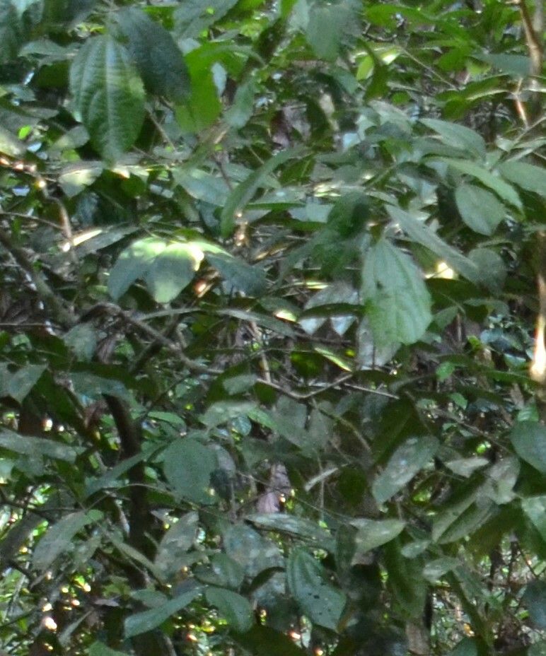 Mallotus korthalsii habit