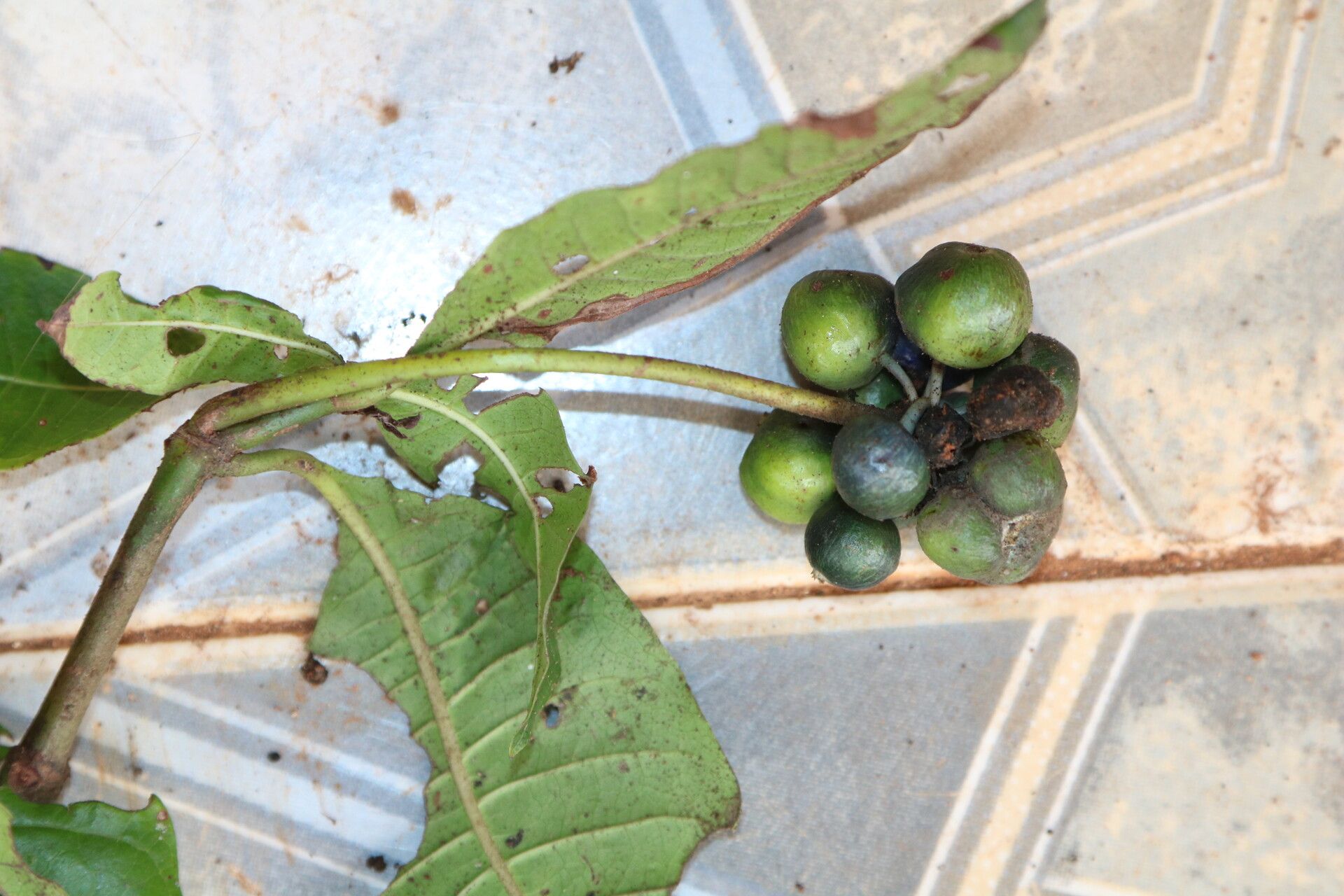 Psychotria altimontana fruit
