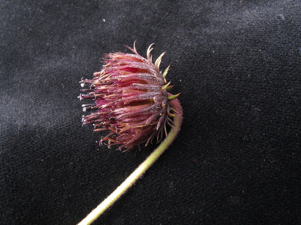 Saussurea macrota flower