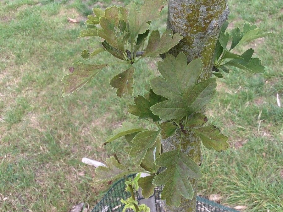 Crataegus wilsonii habit