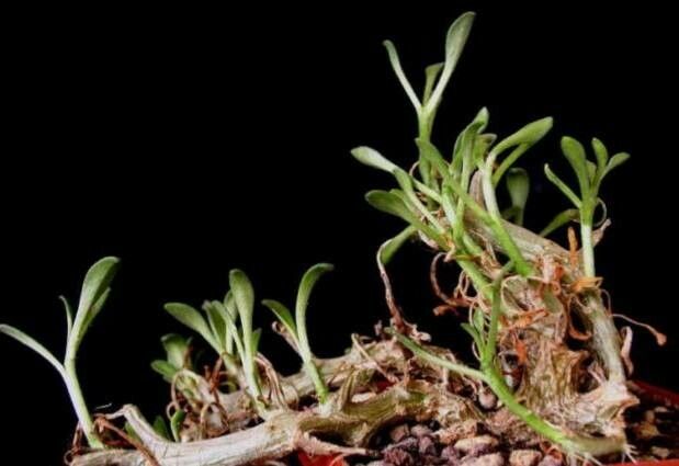 Tylecodon ventricosus habit