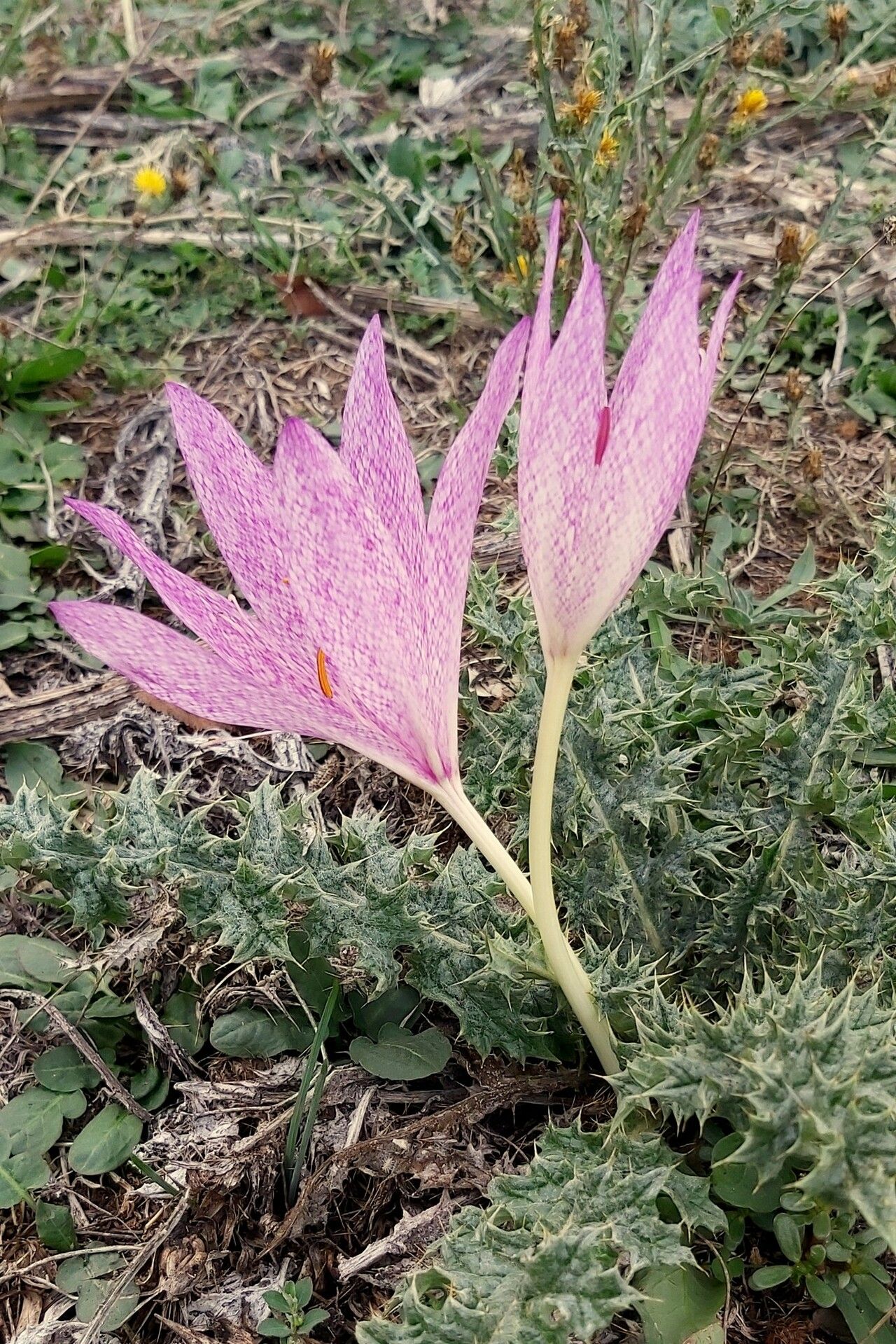 Colchicum bivonae flower