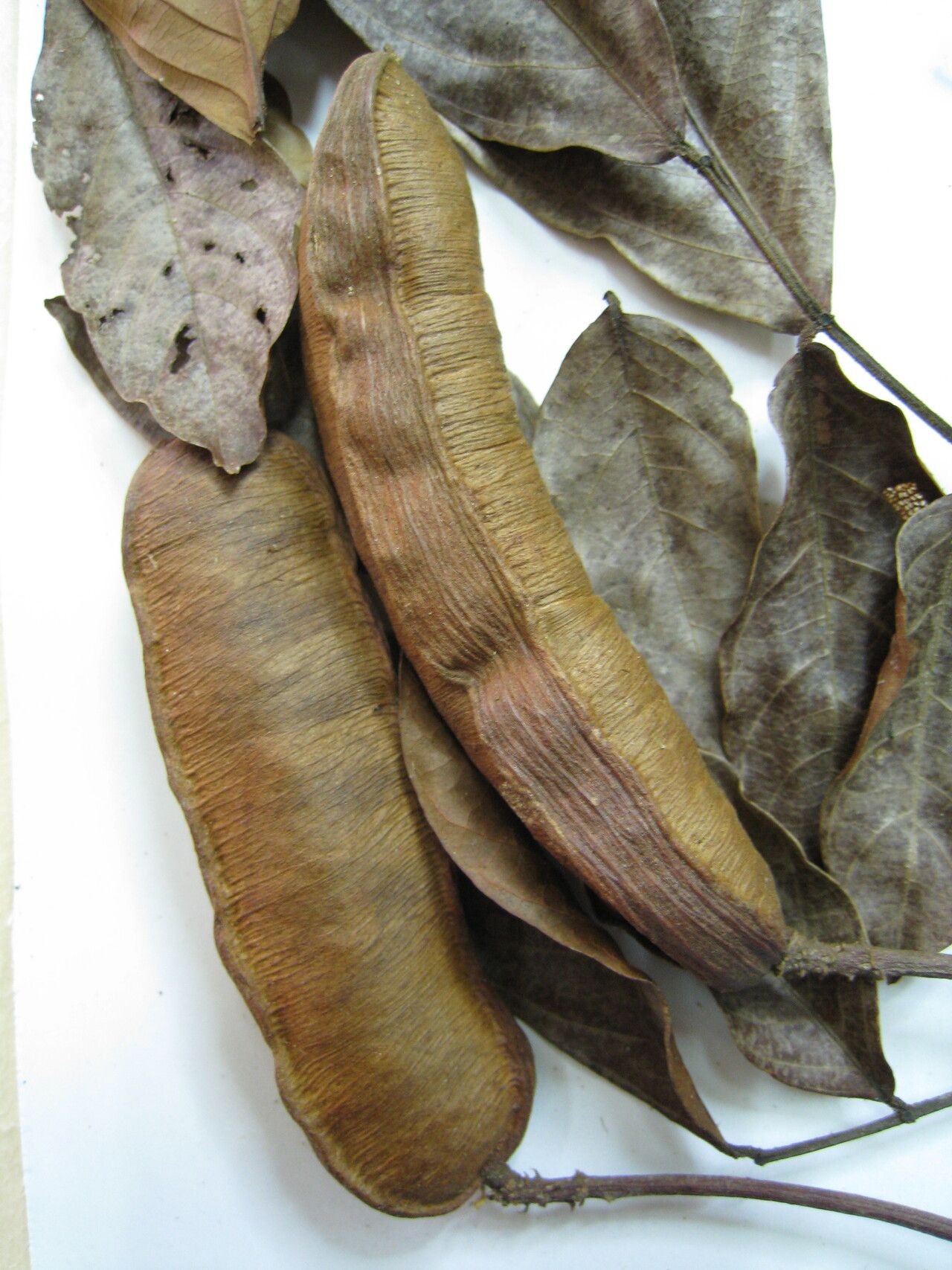 Inga nobilis — search result for 'Inga'