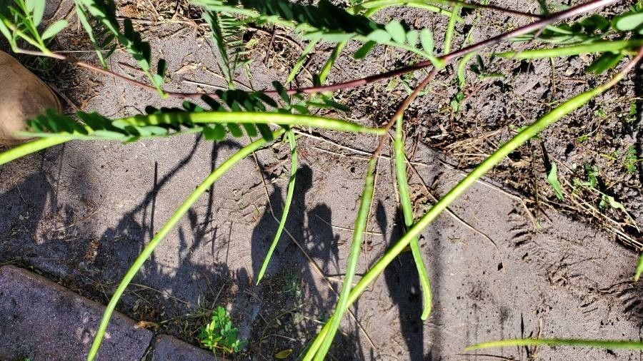 Sesbania herbacea fruit