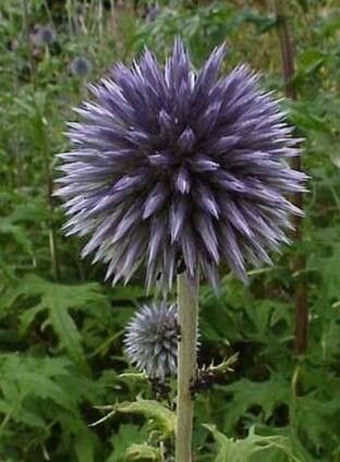 Echinops microcephalus flower