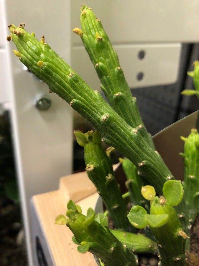 Euphorbia bisellenbeckii — houseplant care guide