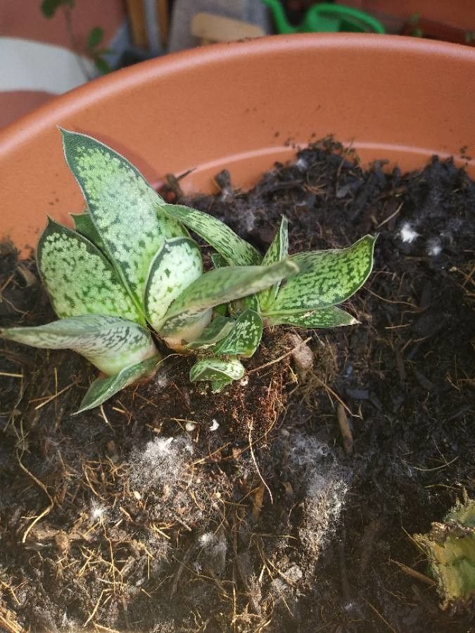 Goodyera tesselata leaf