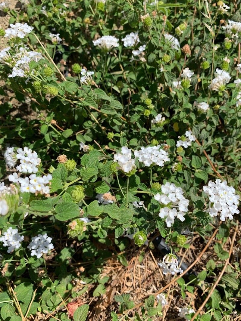 Lantana velutina — houseplant care guide
