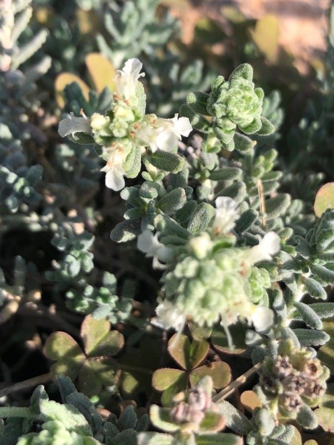 Teucrium expassum flower