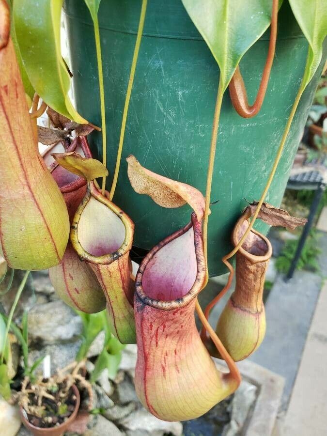 Nepenthes alata leaf
