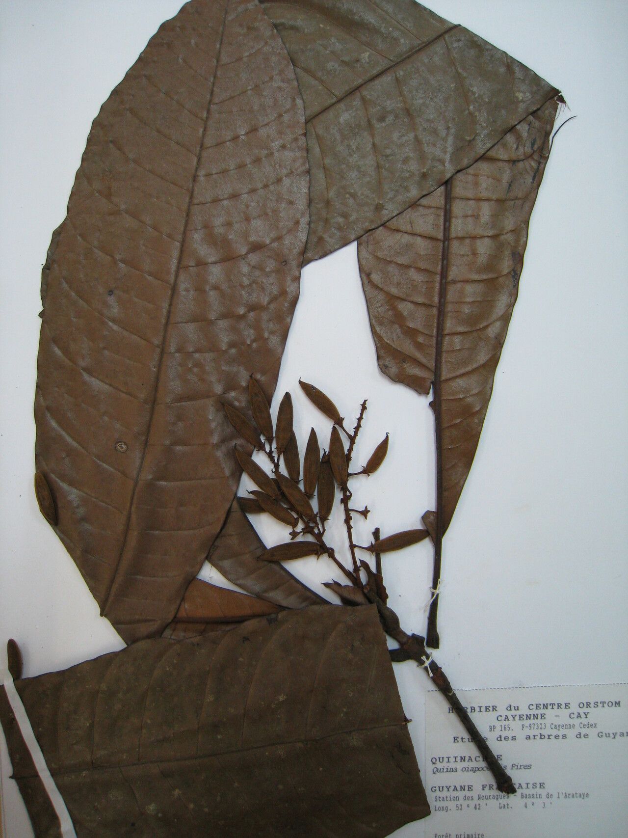 Quiina oiapocensis other