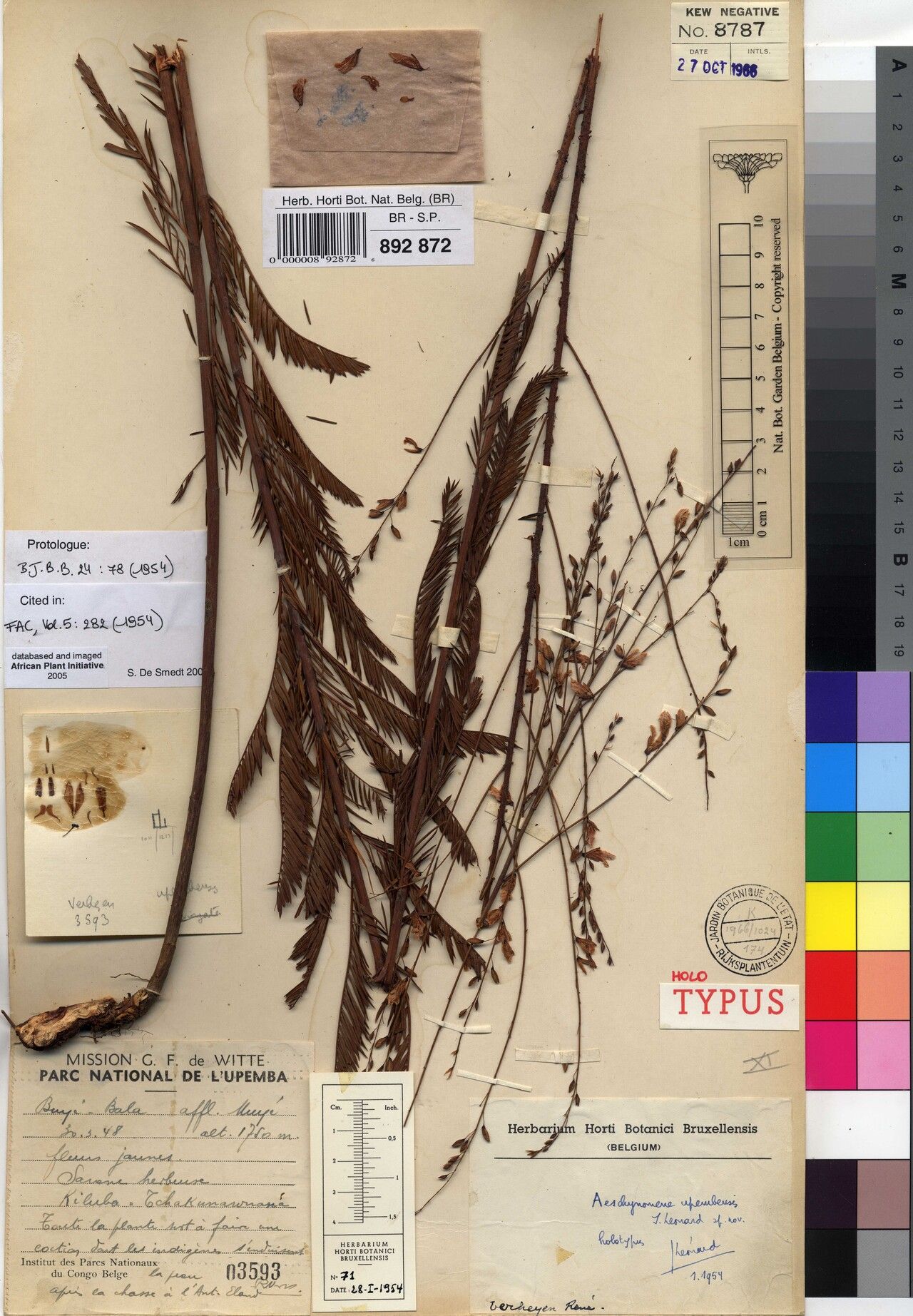 Aeschynomene upembensis — houseplant care guide
