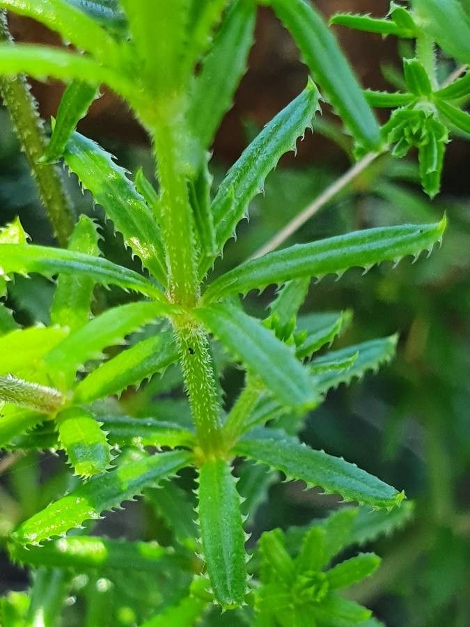 Galium chloroionanthum leaf