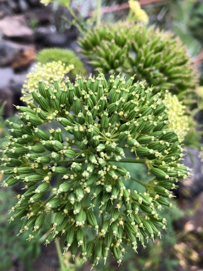 Todaroa aurea — houseplant care guide