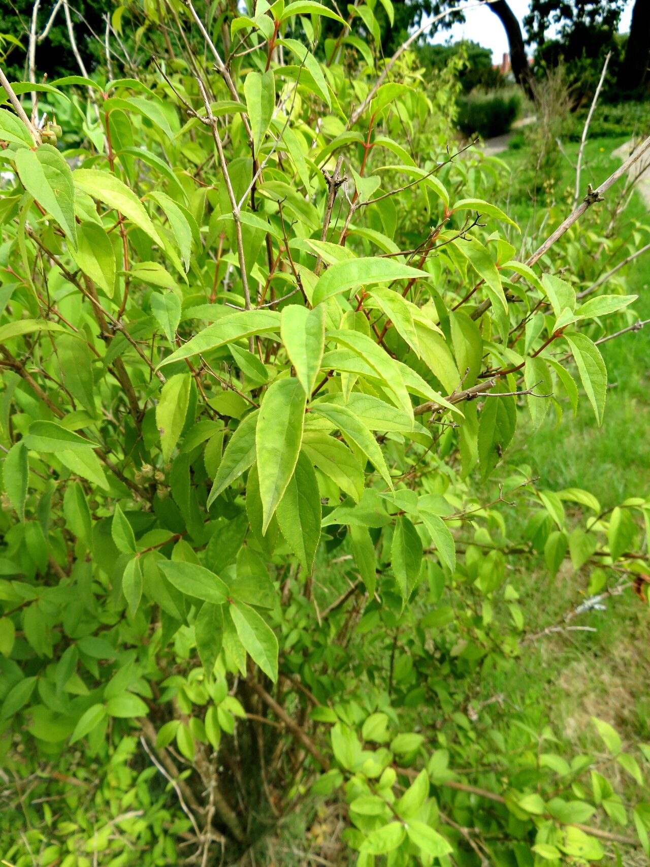 Deutzia maximowicziana habit