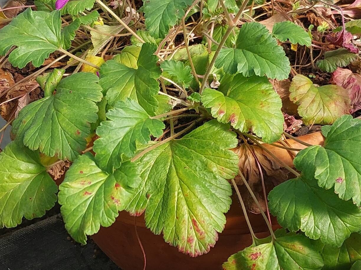 Pelargonium rodneyanum — houseplant care guide
