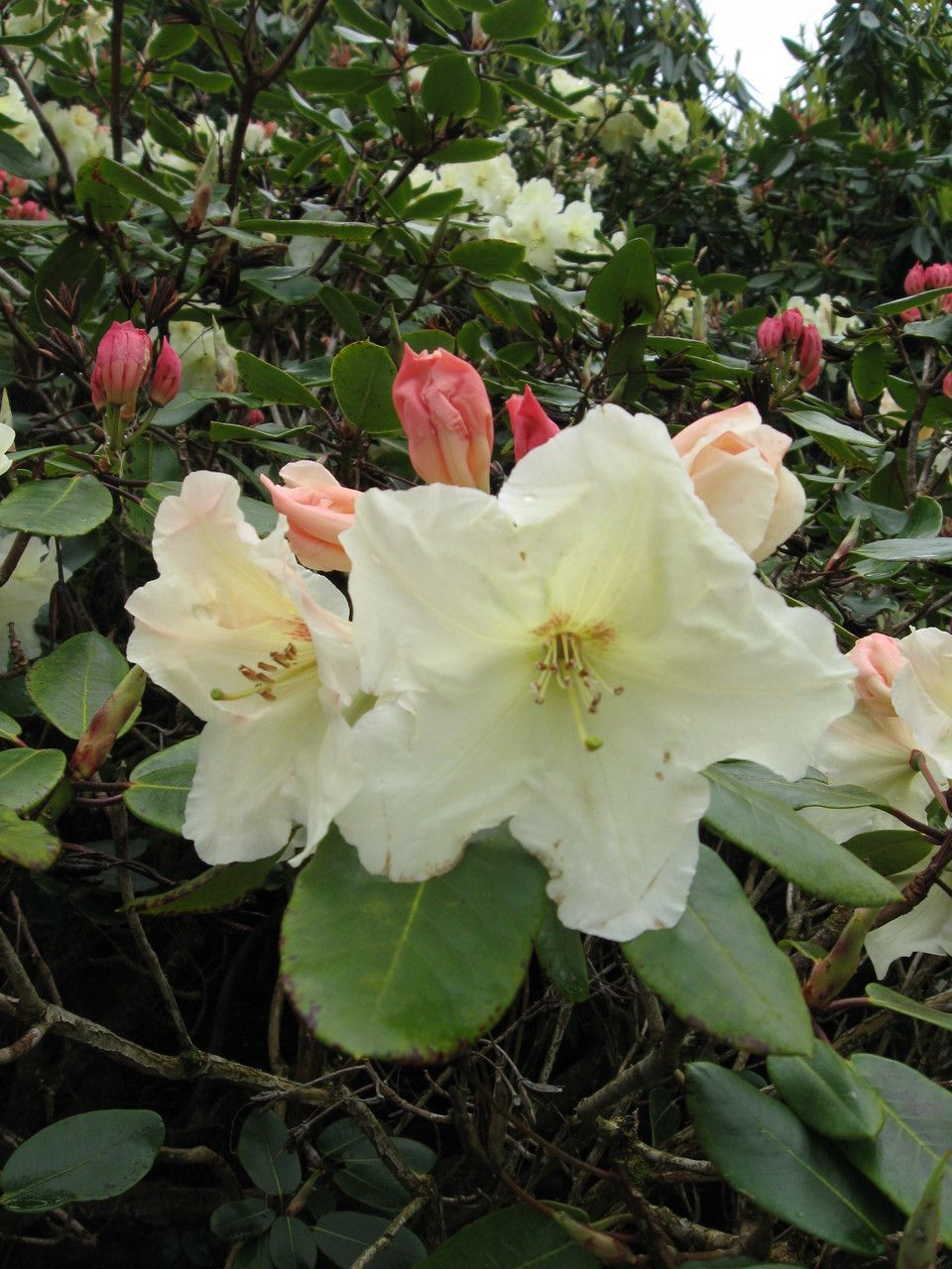 Rhododendron wardii flower