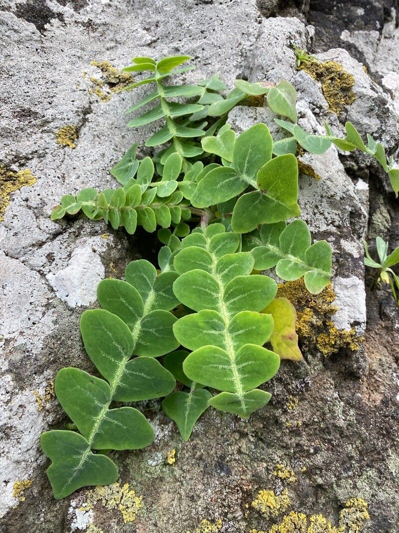 Sonchus ustulatus habit