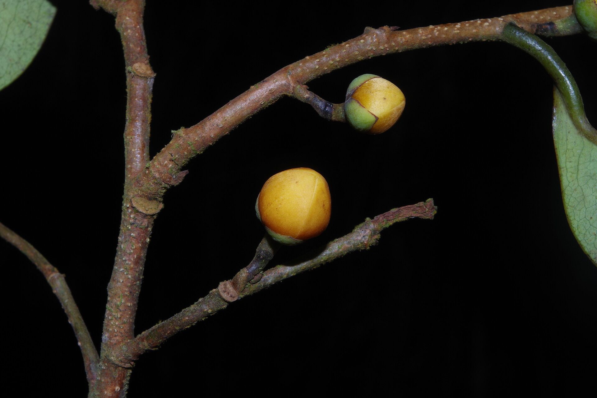 Xylopia africana flower