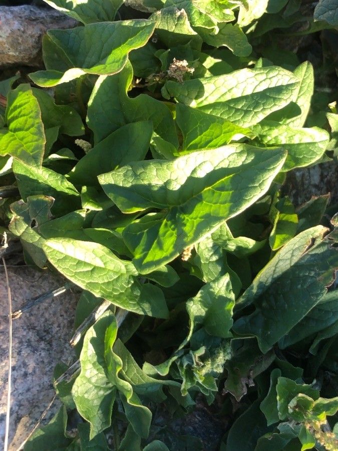 Blitum bonus-henricus leaf