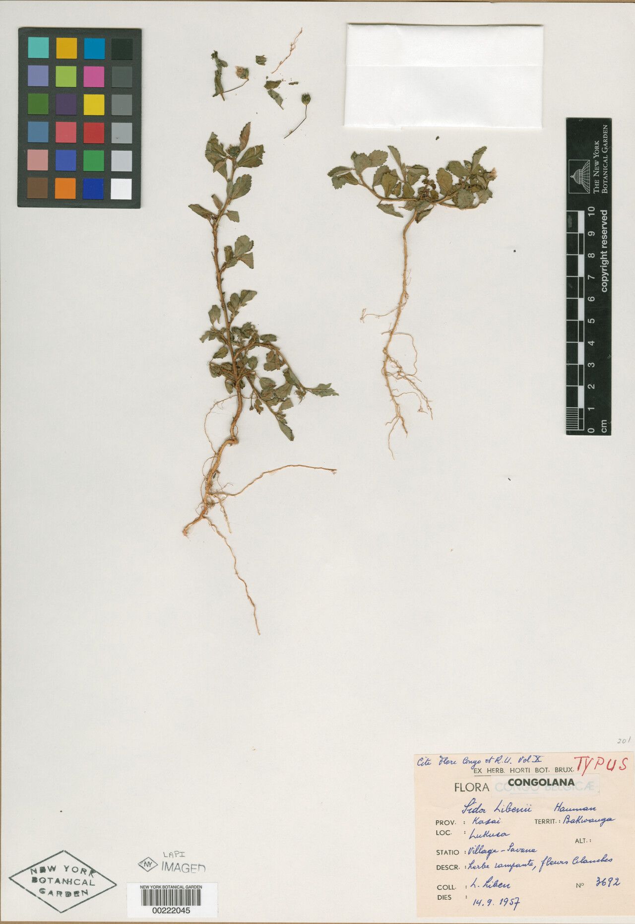 Sida libenii — houseplant care guide