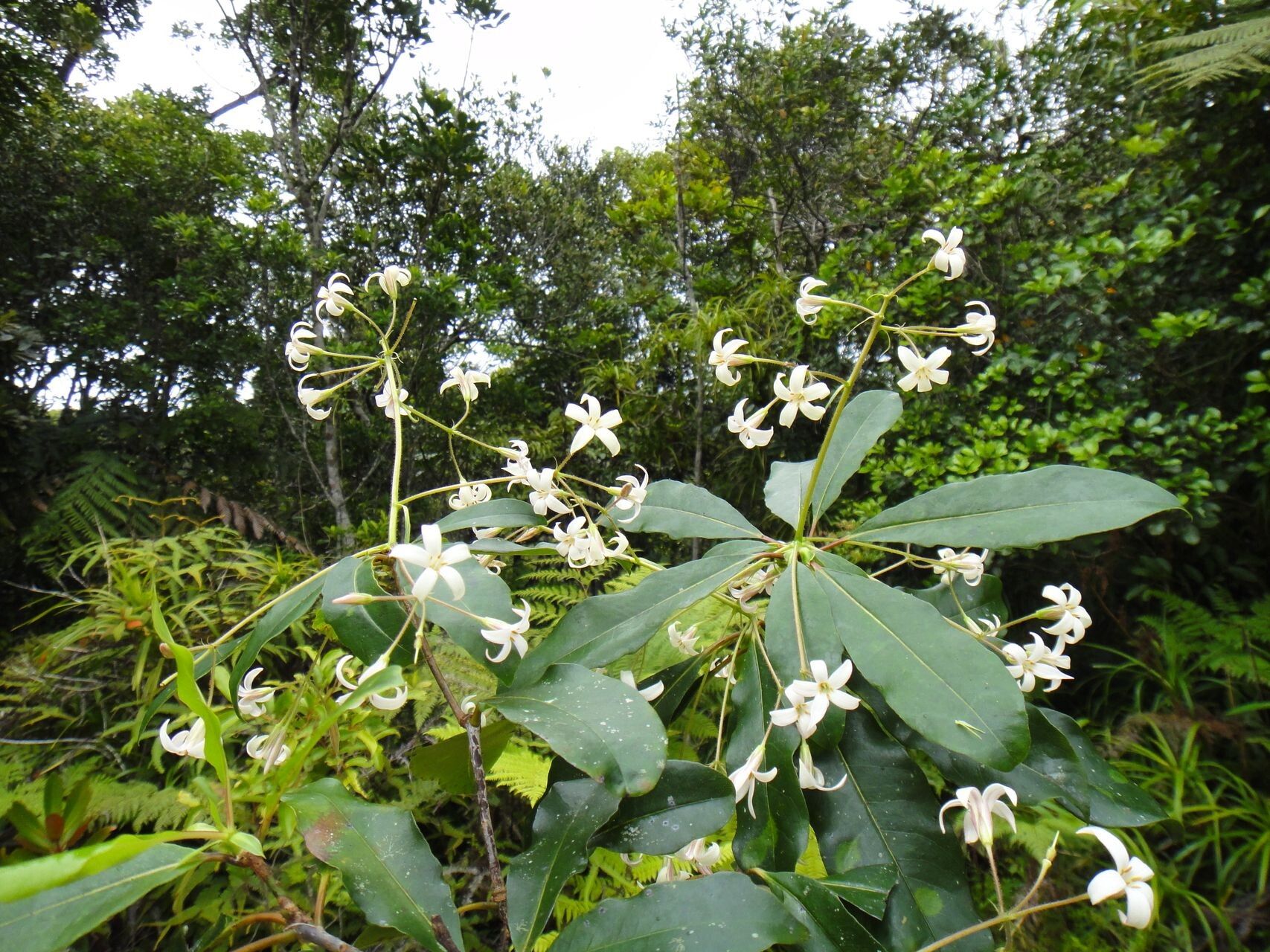 Pittosporum heckelii habit