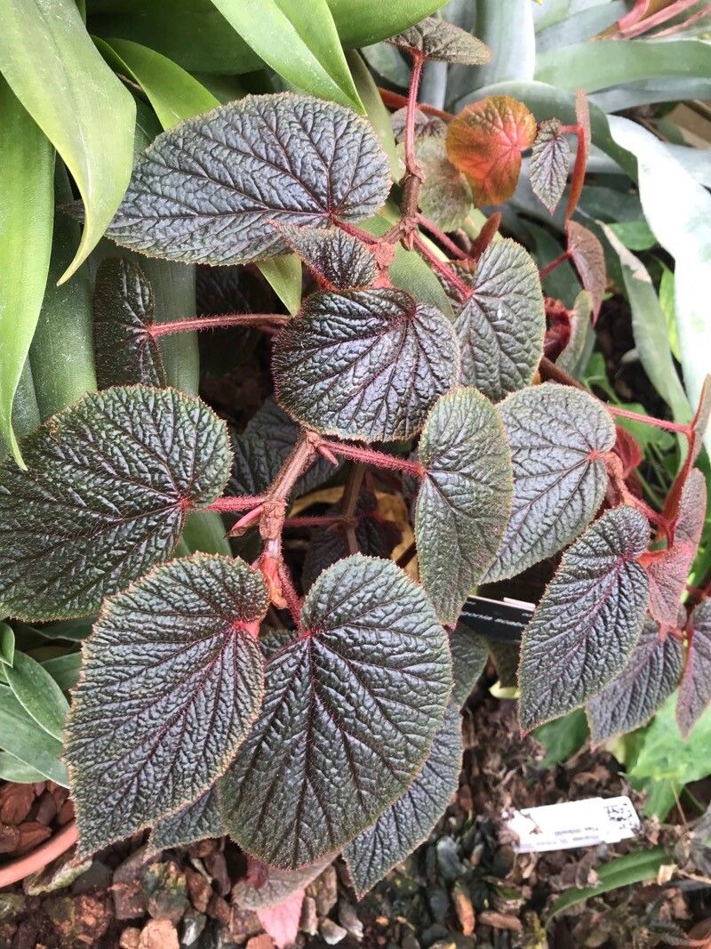 Begonia scabrida leaf