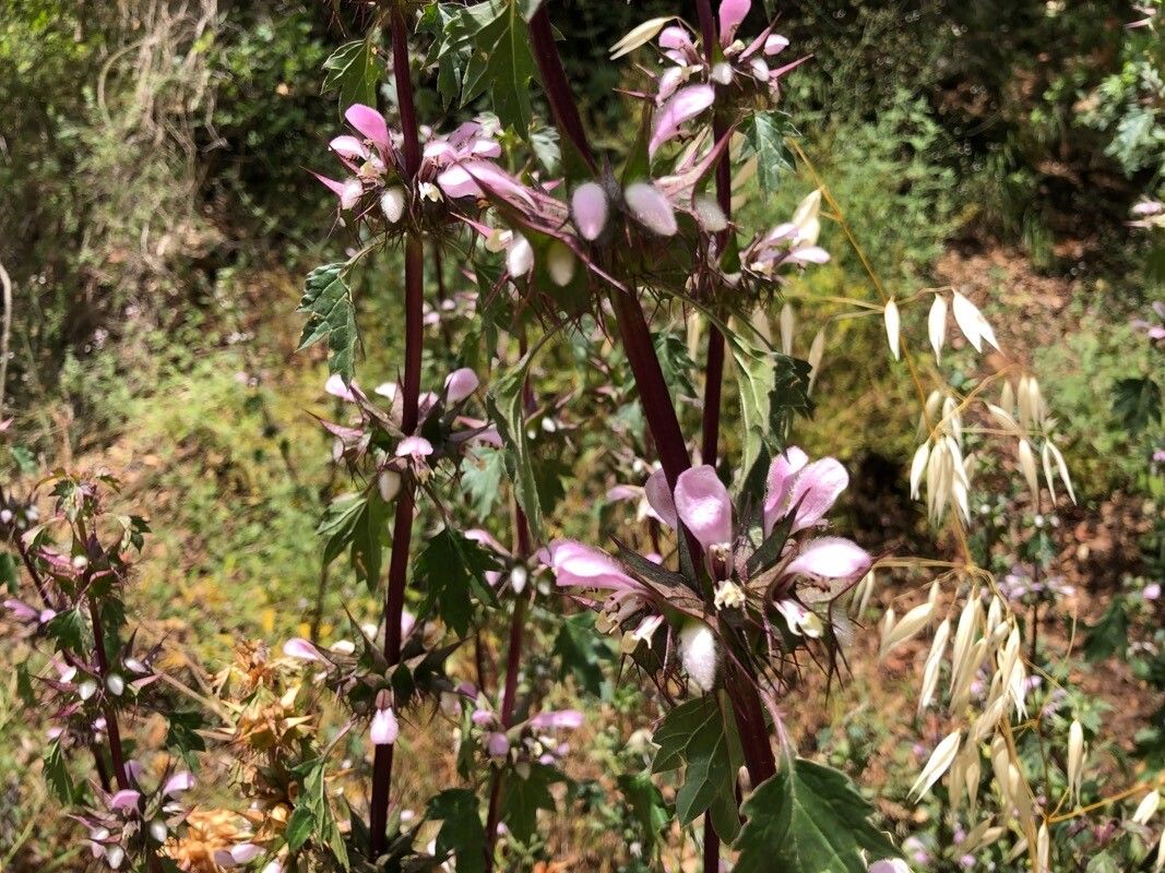 Moluccella spinosa flower