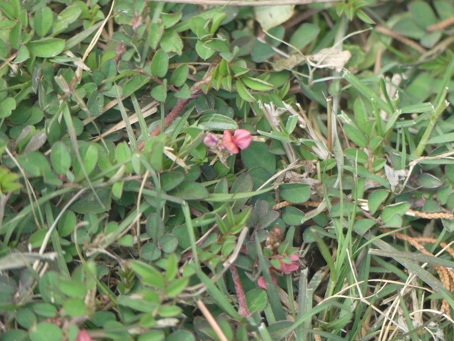 Indigofera linnaei flower