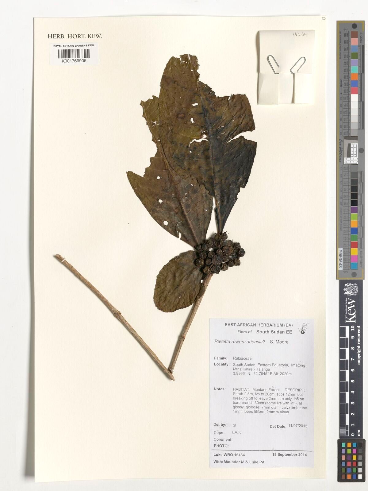 Pavetta ruwenzoriensis — houseplant care guide