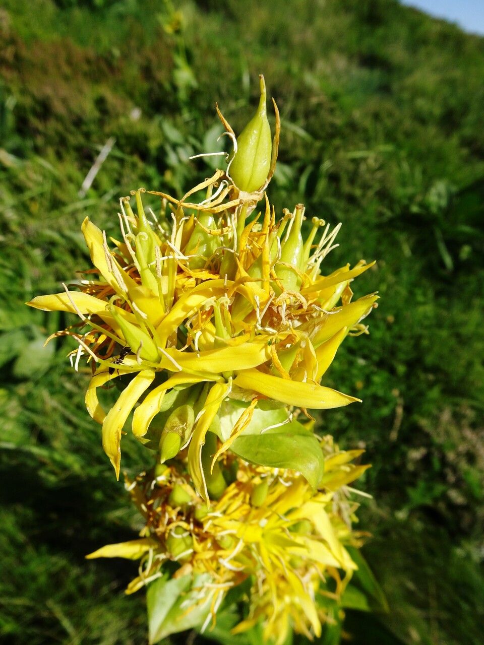 Gentiana lutea fruit