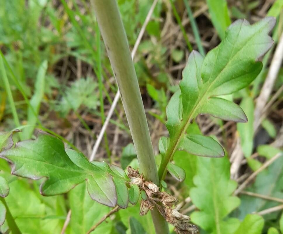 Valeriana laxiflora — houseplant care guide