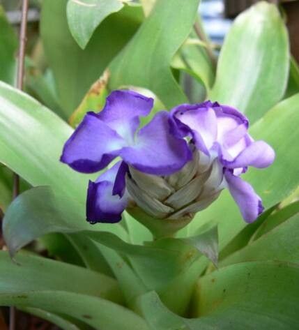 Racinaea hamaleana — related species from the same genus